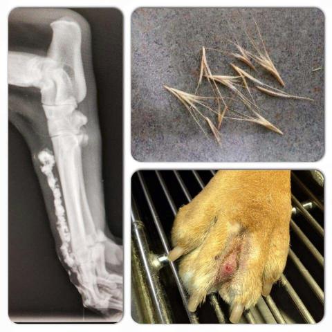 Collage image of three. One image is a dog's leg x-ray showing embedded foxtail. Another image is a picture of a dog's paw with swollen toes showing where the foxtail is embedded into skin. Third picture is of foxtails seeds. 
