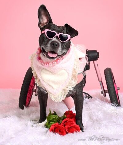 Palentines Pet Portraits