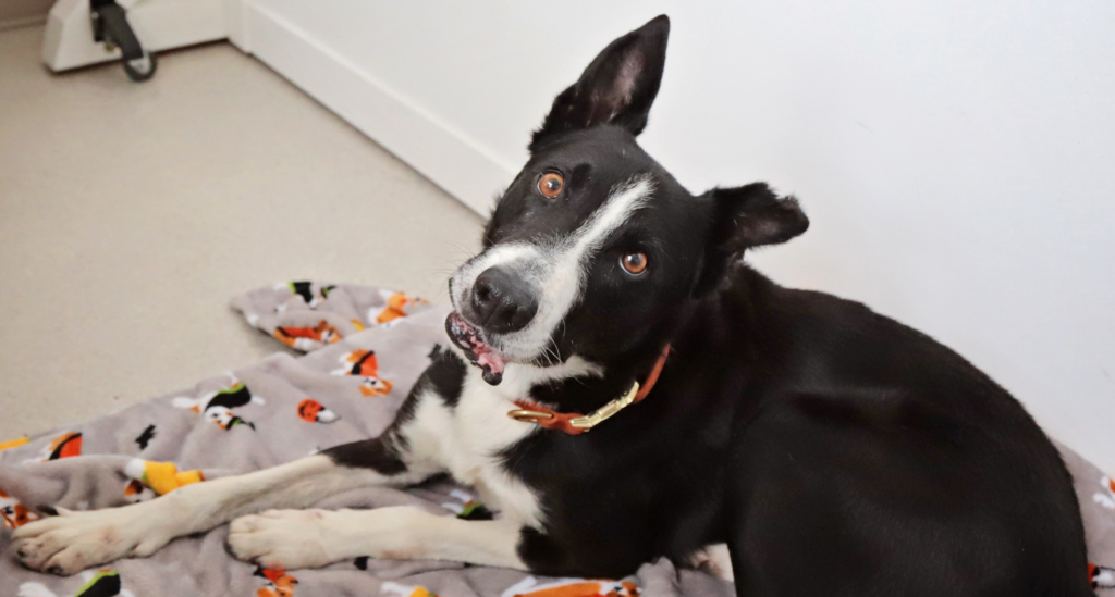 Ferdinand, an adoptable senior pet at the Humane Society of Utah, tilts his head and looks up into the camera.