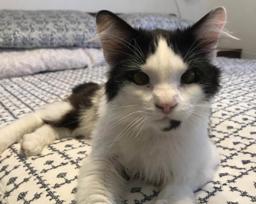 Kito, an adoptable senior pet at the Humane Society of Utah, lies on a bed and looks into the camera.