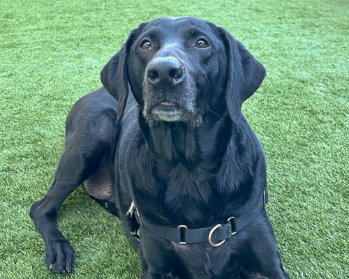 Bentley, an adoptable senior pet at the Humane Society of Utah, lounges in some grass and looks at the camera.