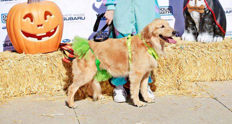 Golden retriever in a green tutu