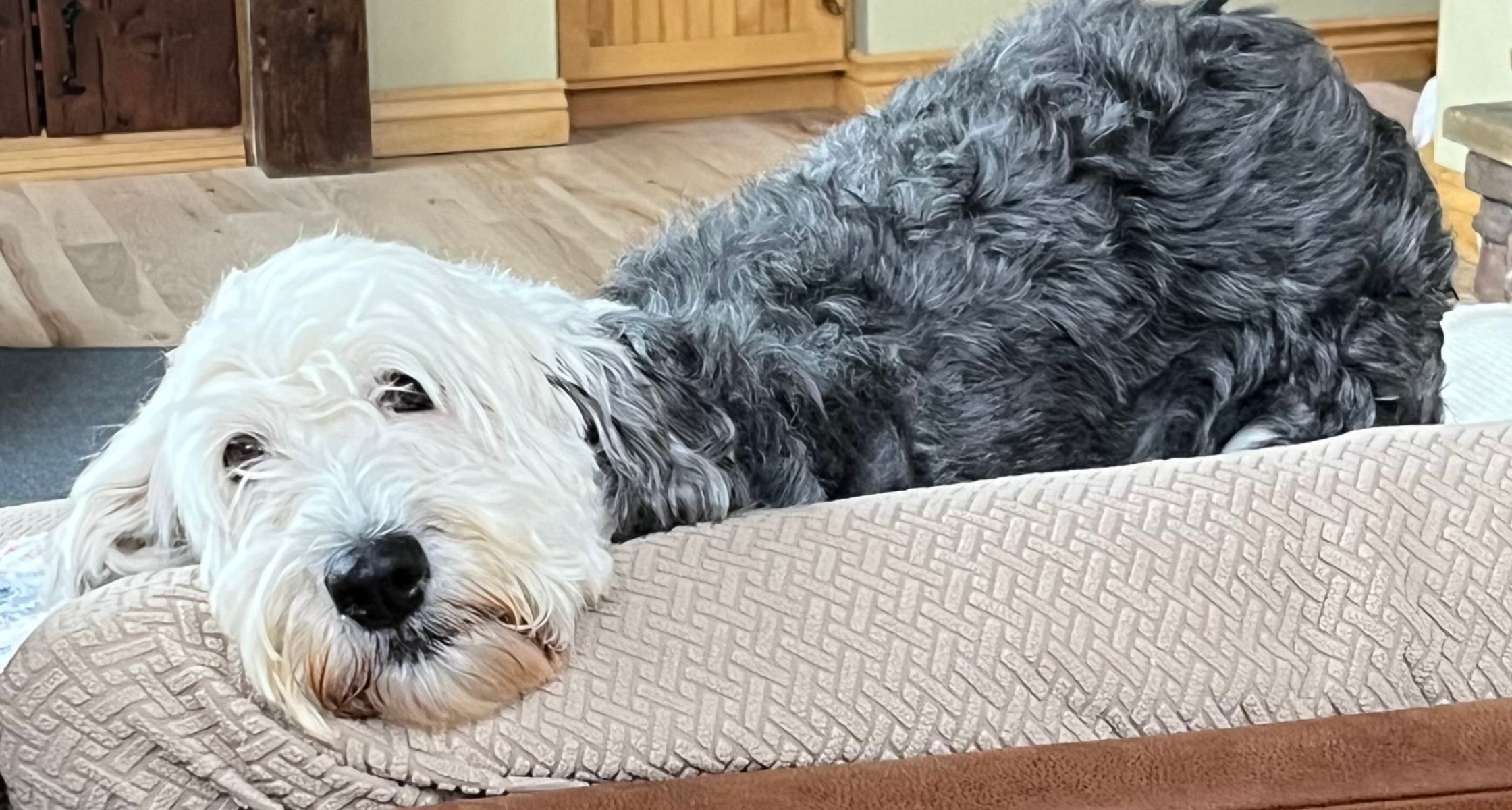 Belle the dog laying on a couch