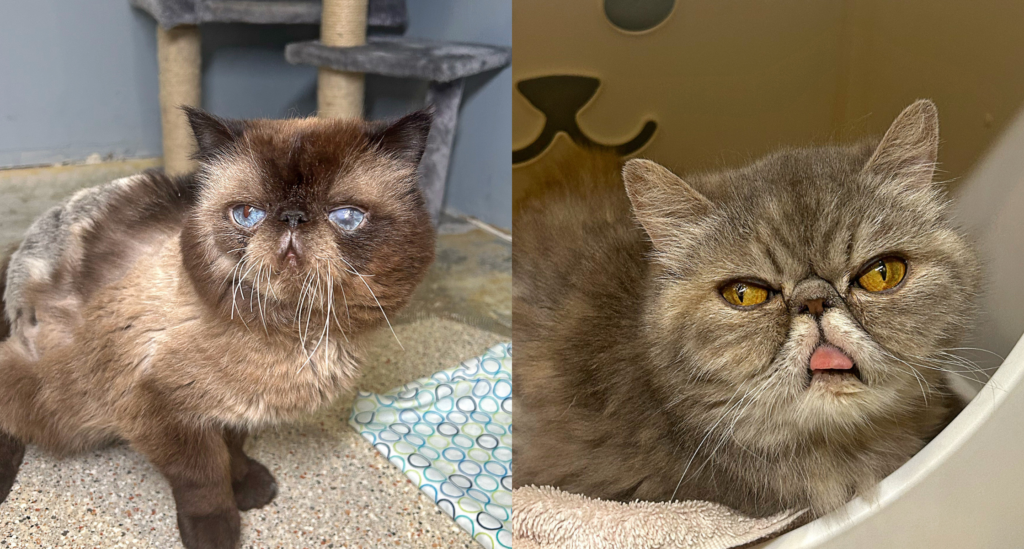 Bonded pair of persian cats Ladybug and Bumblebee pose in a room in Kitty City.