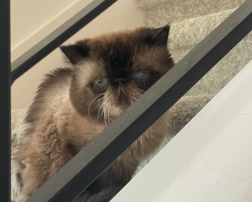 Persian cat Bumblebee looks through the railing of the stairs in his new home with the other half of his bonded pair, Ladybug.