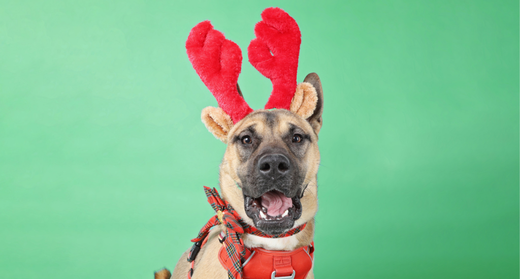 Crisco, a large dog with fluffy red reindeer antlers on his head, smiles in the blog header for calming pets during holiday gatherings.