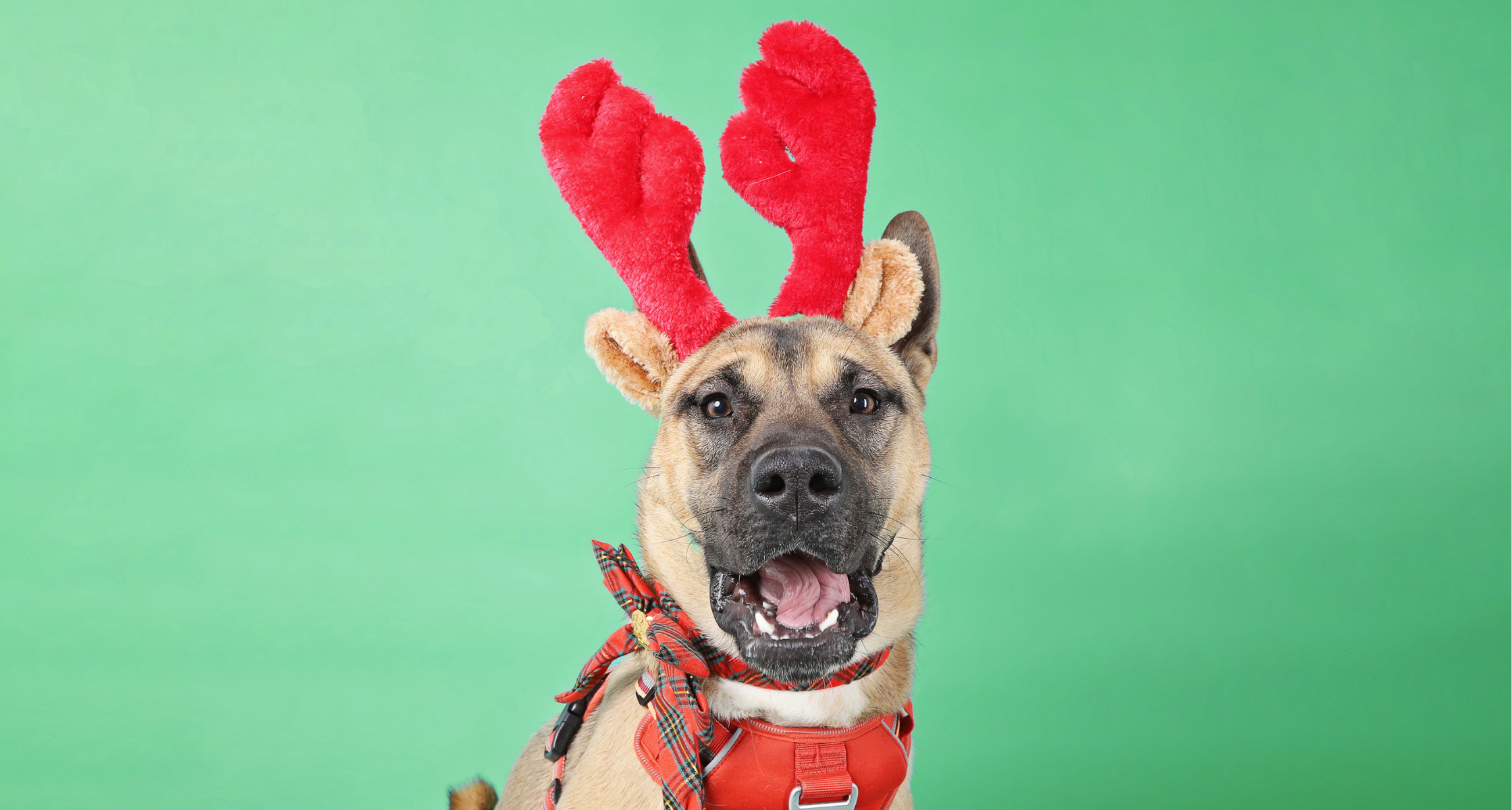 Calming Pets During Holiday Gatherings