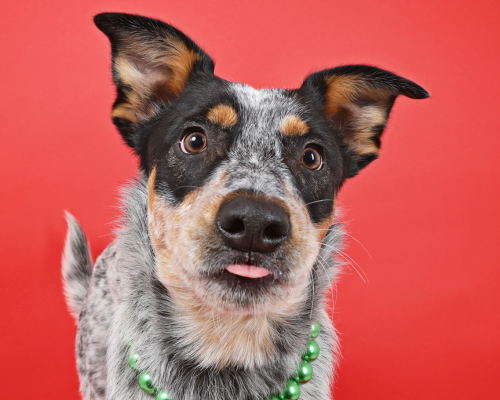 Boo, a blue heeler with her tongue out, poses in front of a red backdrop.