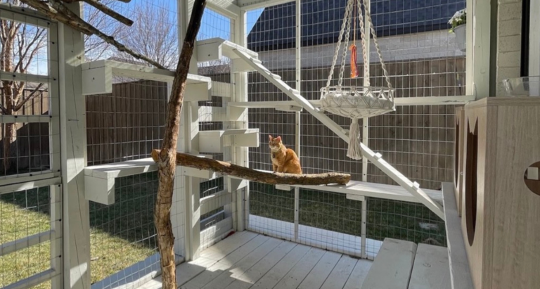 Orange cat in an outdoor catio