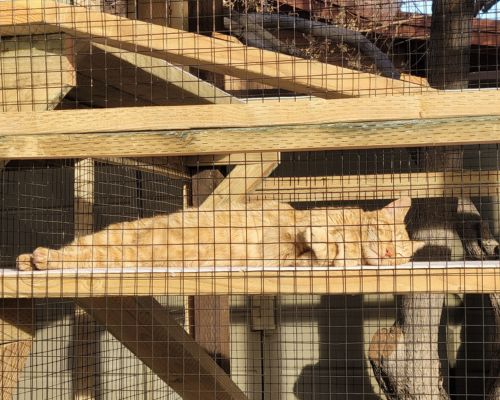 Cat sleeping in a catio