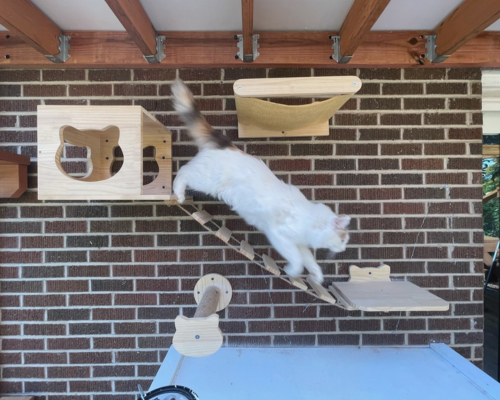 Cat jumping from a perch