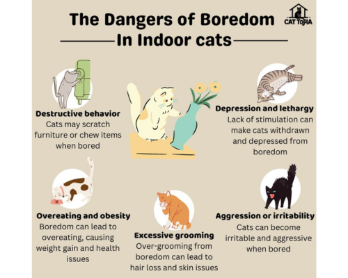 Cat Enrichment Graphic