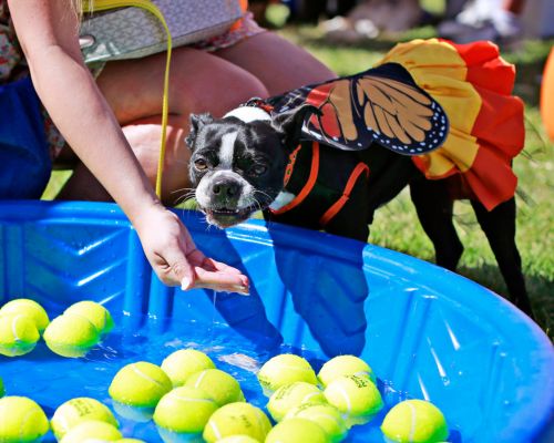 Boston terrier in a butterfly costume