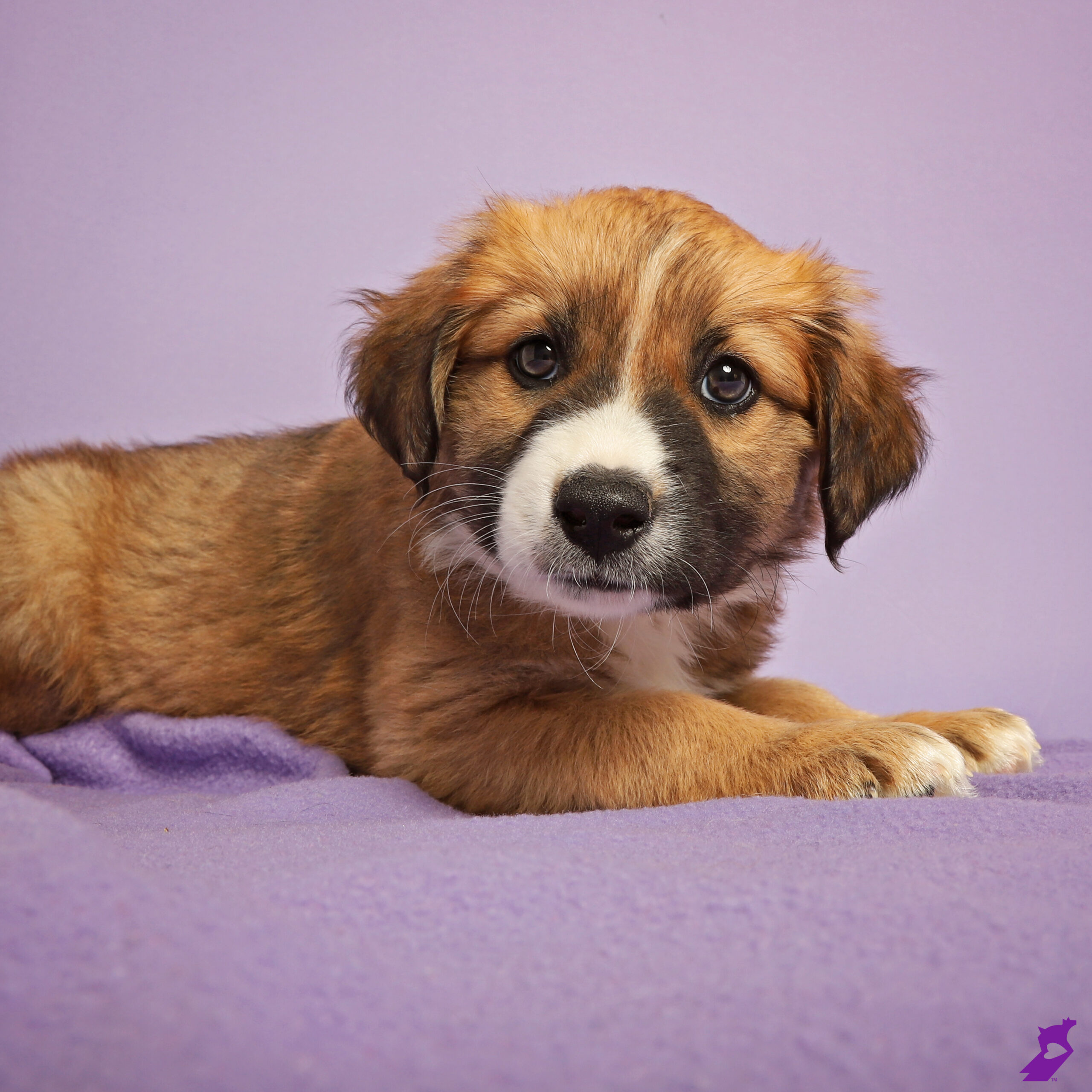 a golden-colored fluffy herding dog puppy named corn chowder