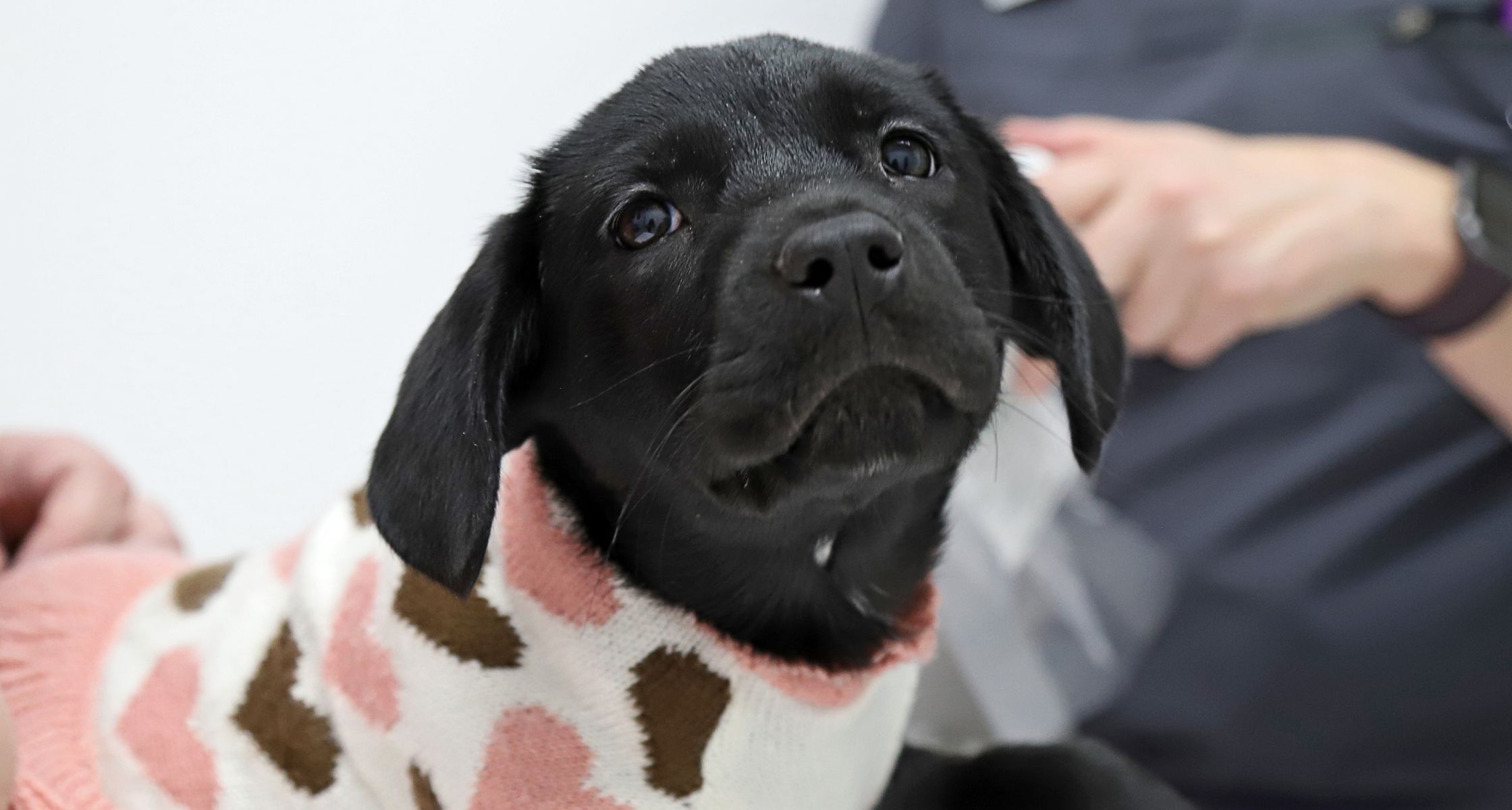 Puppy getting medical exam