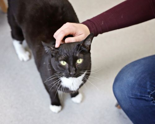 hand petting a black cat