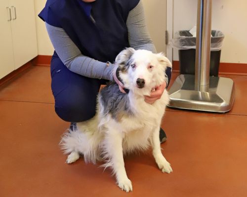 Adult dog in exam room 