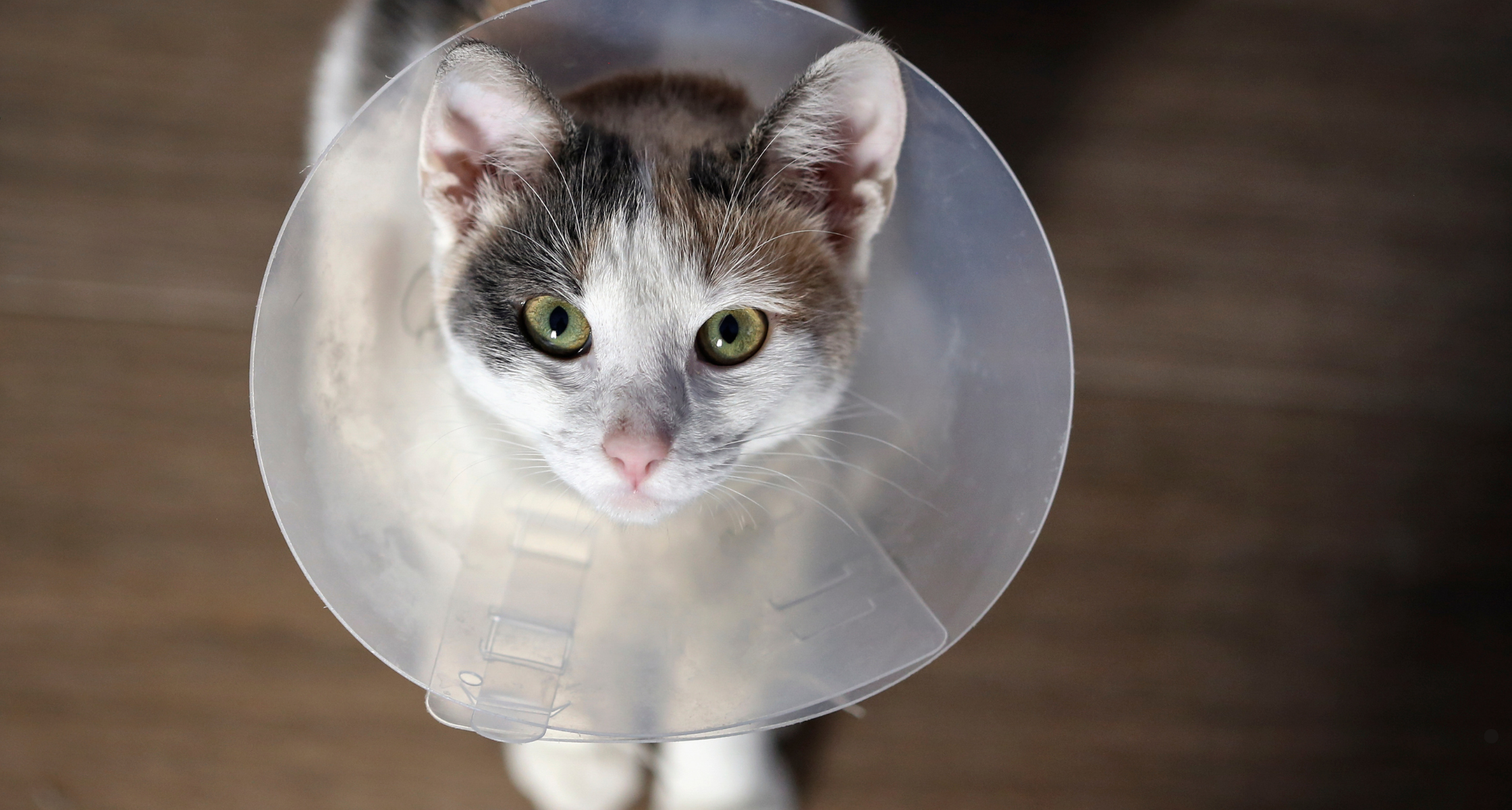 Why You Should Spay or Neuter Your Pet Before Six Months of Age