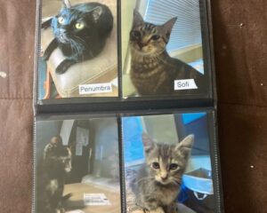 Photo album of foster cats