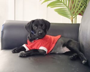 Ethel the puppy recovers in her foster home