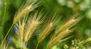 Foxtail grass with yellow seeds.