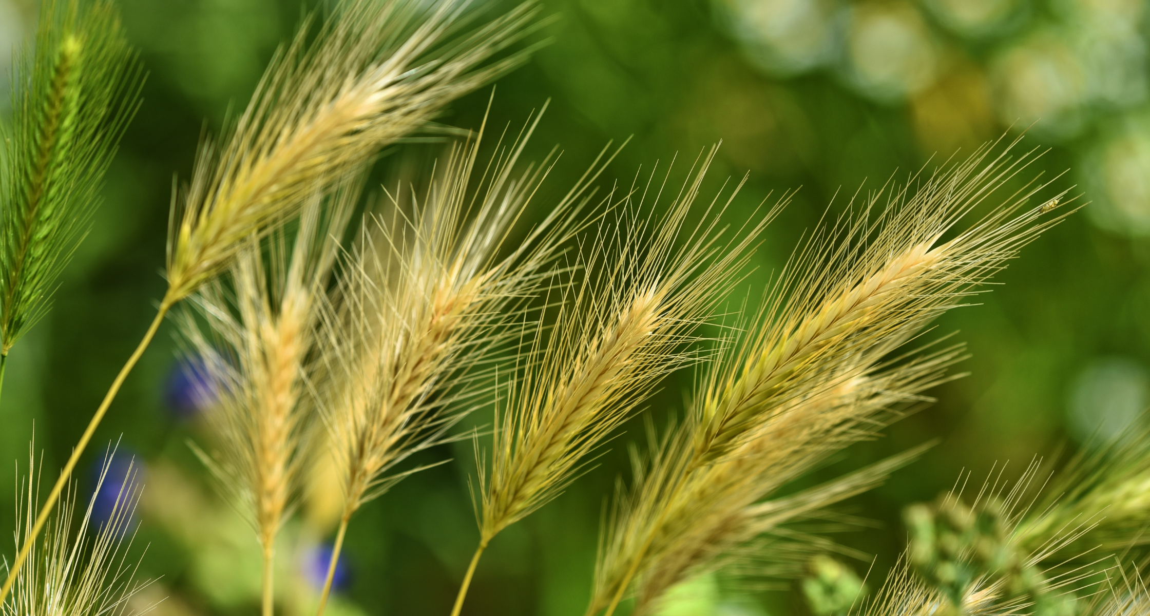 Dangers of Foxtail Grass – Protecting Your Pets from Hidden Hazards