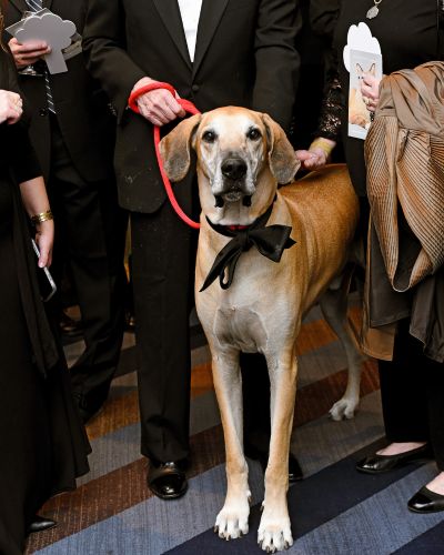 Large dog in a bow tie