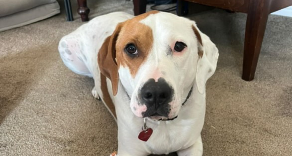 Iroh, a brown and white dog, lays on the floor of the living room in his new home, which he found through the Home for the Holidays foster program.