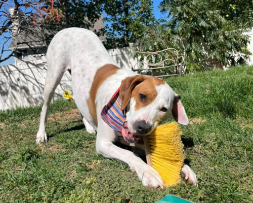 Iroh, a former Home for the Holidays dog, plays with a broom in the grassy green yard of his new home.