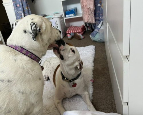 Iroh, a brown and white dog, gives his new sibling, a black and white dog named Millie, a kiss.