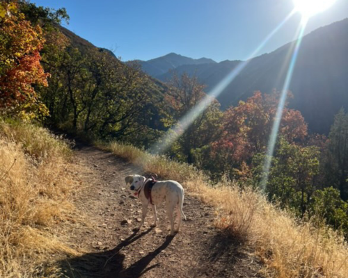 Iroh, a former Home for the Holidays dog, enjoys an autumn hike.