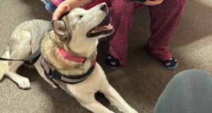 Husky looking up and smiling