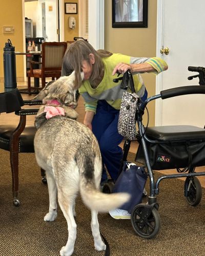 Kira the husky getting pets from a resident