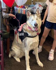 Kira the husky sitting a facing forward