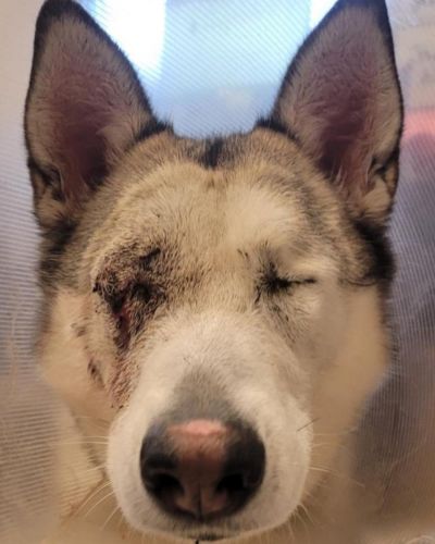 Husky after eye surgery