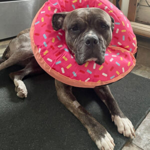 Lady the brindle dog wears a pink sprinkle donut cone while she recovers from surgery in foster home.
