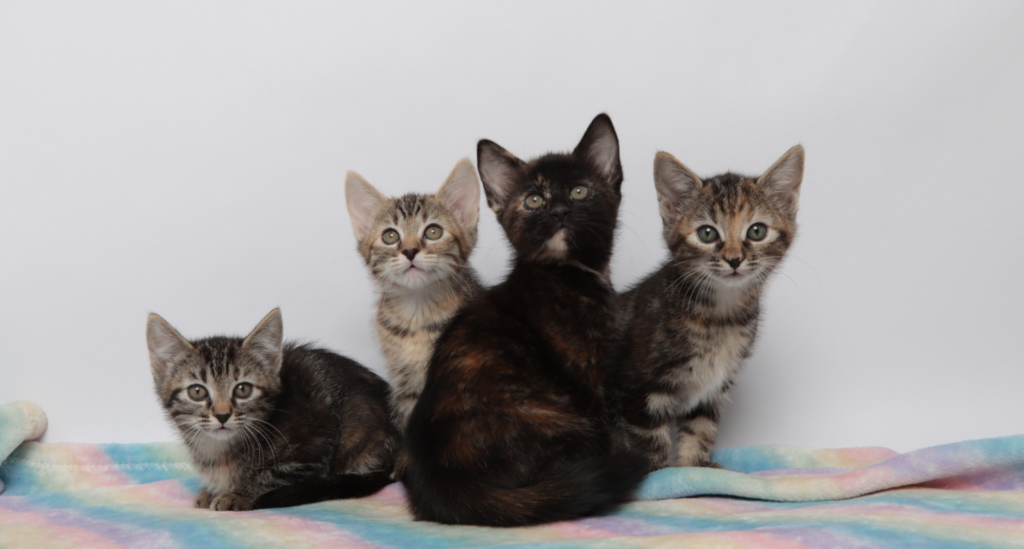 Four kittens sit on a rainbow blanket against a white backdrop promoting the Last Litter program.