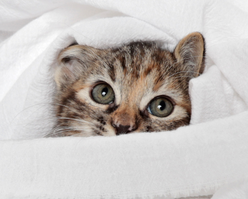 A Last Litter kitten peers out from inside a blanket fort. Only their eyes and nose are visible.