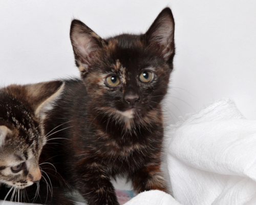 Two kittens pose against a white backdrop promoting Last Litter. One cat is tortoiseshell, and the other is a brown tabby.