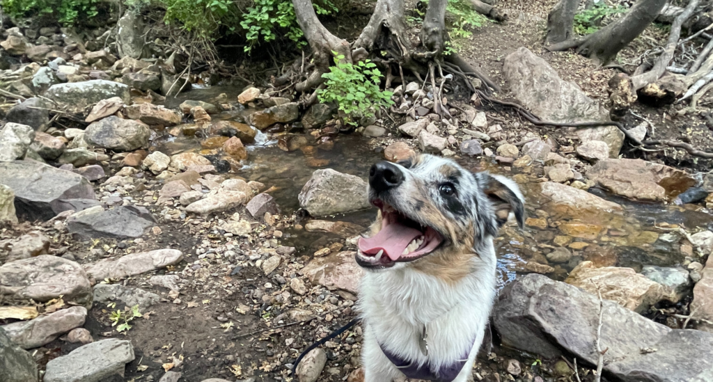 A dog poses outside near a stream, which is one of the places pets can commonly contract Leptospirosis.