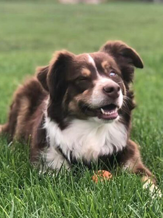 Ollie the Aussie