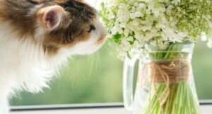 White and Tabby cat sniffs baby breath flowers in a vase in front of a window.