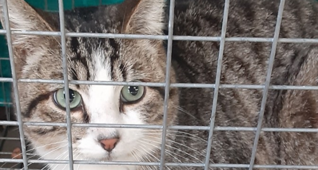 A community cat from Payson, UT peers out of a humane trap at the Humane Society of Utah.