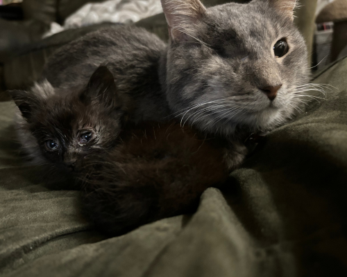 A community cat and kitten in Payson, UT are curled up next to each other inside the home of one of the local fosters who is nursing the cats back to health.