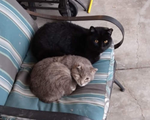 Two community cats in Payson, UT are curled up together on a striped piece of outdoor furniture