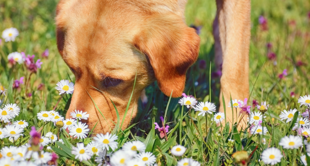 A dog sniffs some flowers outdoors. Pets' curious nature can often lead them to come across hazards, which is why pet poison prevention is so important.