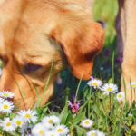 Pet Poison Prevention: What You Need to Know