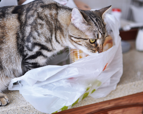 A tabby cat sniffs the inside of a full grocery bag. The kitchen is often a hub for hazards which need pet poison prevention measures to be taken.