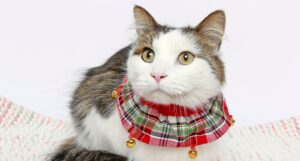 Pets as gifts blog banner, a white and tabby cat poses in red plaid Christmas collar with bells on a blanket in a photo studio.