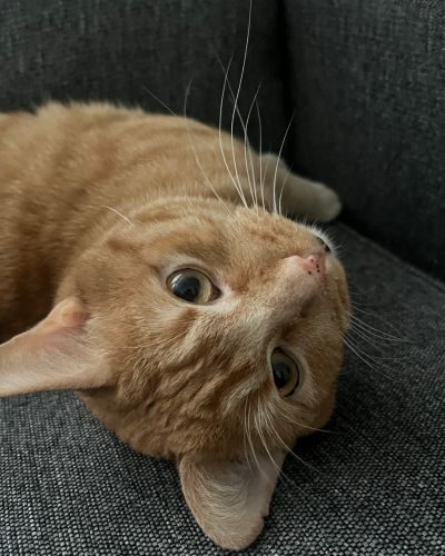 Orange cat laying on a couch